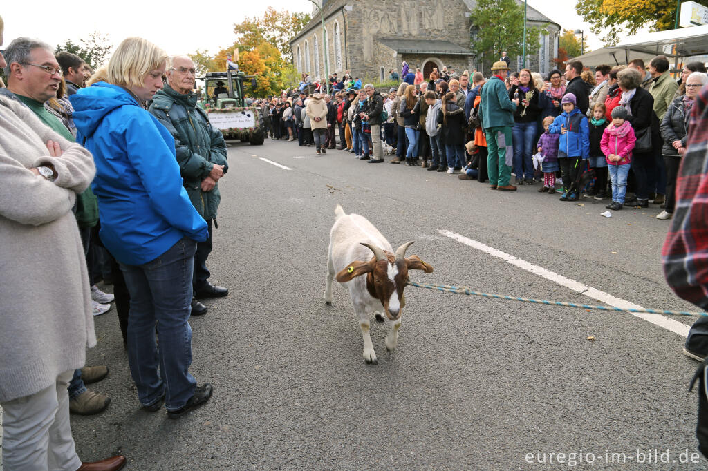 Detailansicht von Erntedankfest in Mützenich bei Monschau