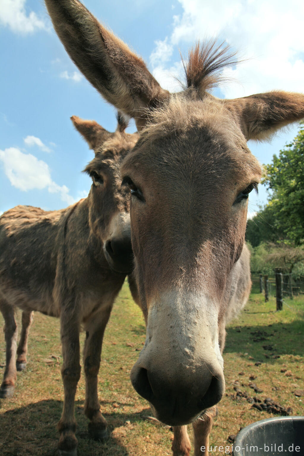 Detailansicht von Esel, Equus asinus asinus