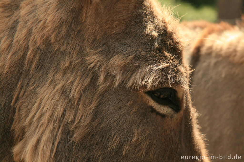 Detailansicht von Esel, Equus asinus asinus