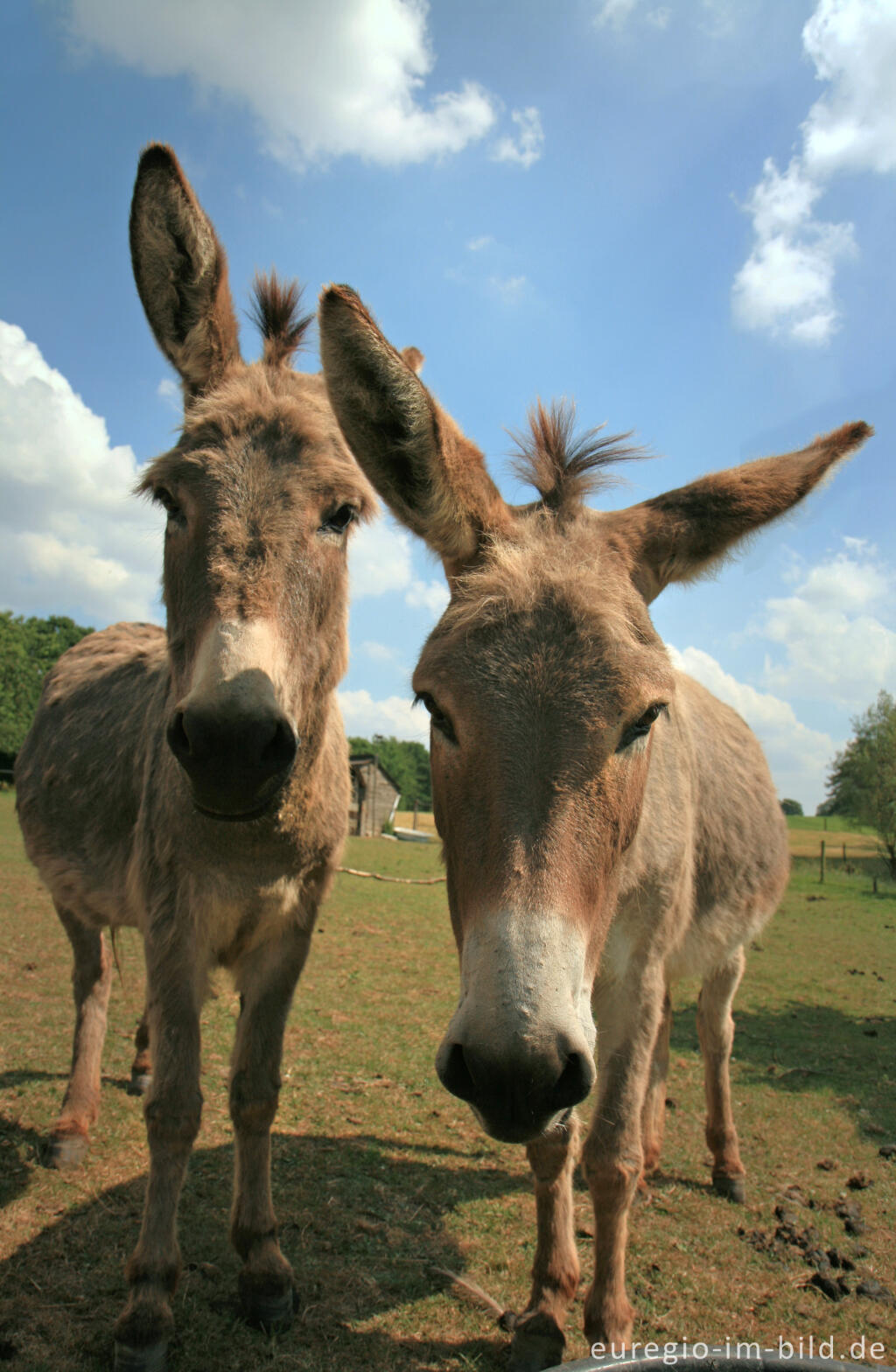 Detailansicht von Esel, Equus asinus asinus