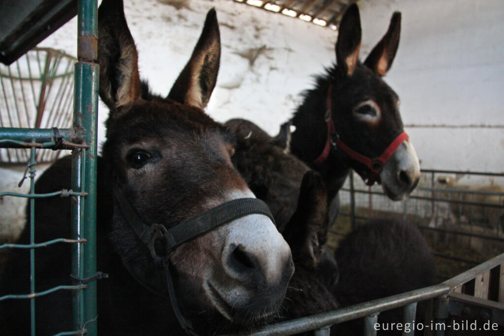 Esel in der "Bergerie des Aris"