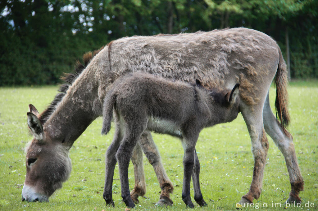 Detailansicht von Eselkind und Mutter