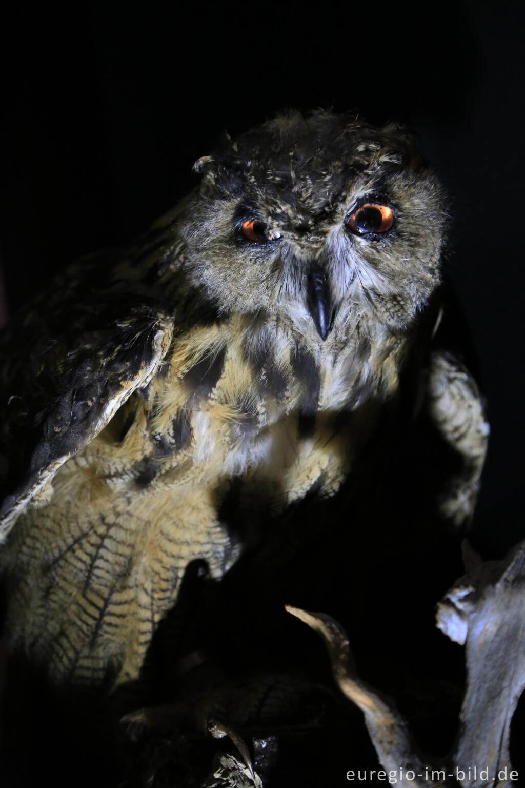 Eule in der Ausstellung "Waldgeheimnisse" im Nationalparktor Heimbach