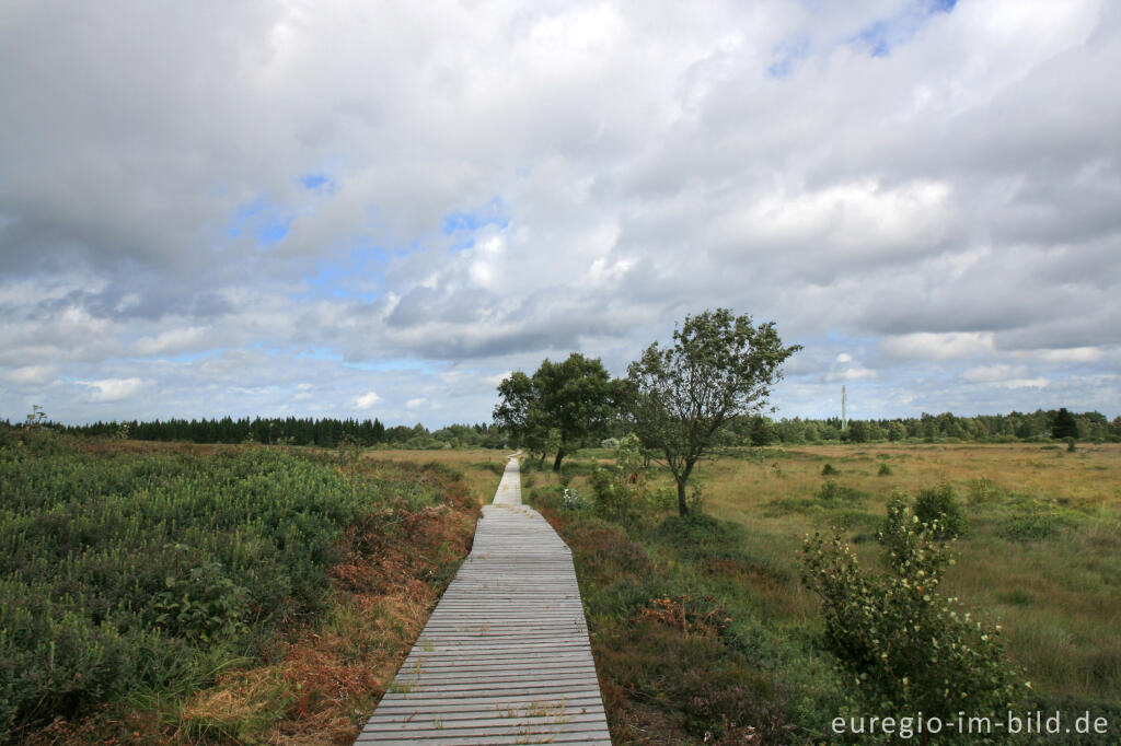 Detailansicht von Eupener Grenzgraben im Platten Venn