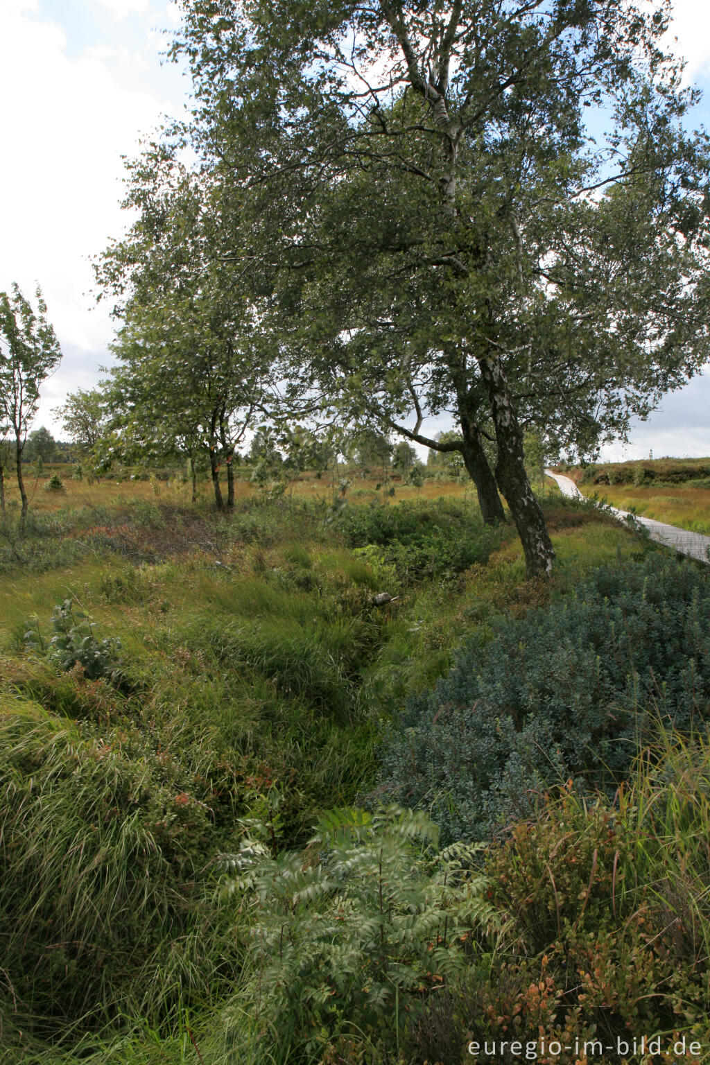 Eupener Grenzgraben im Platten Venn