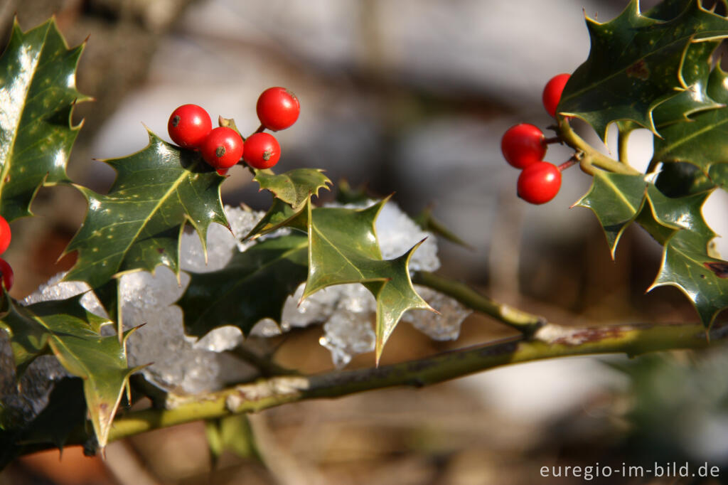 Europäische Stechpalme oder Ilex, Ilex aquifolium, mit roten Beeren