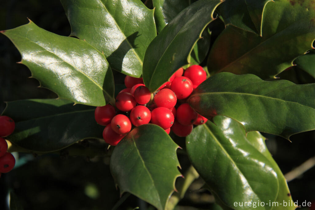 Detailansicht von Europäische Stechpalme oder Ilex, Ilex aquifolium