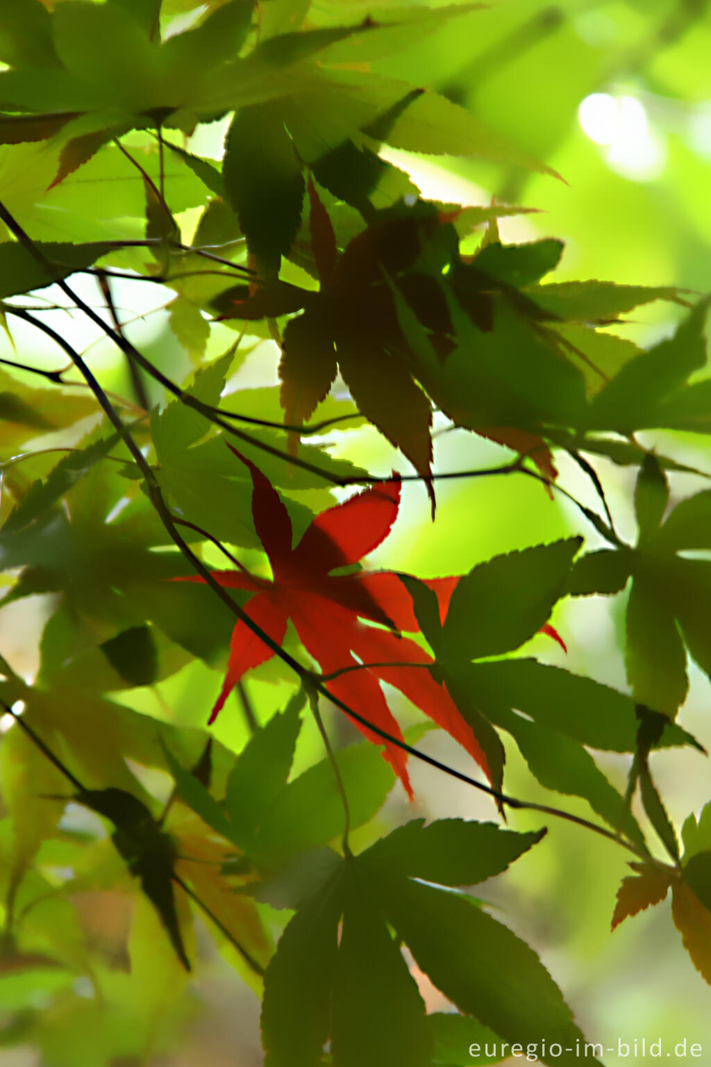 Detailansicht von Fächer-Ahorn, Acer palmatum