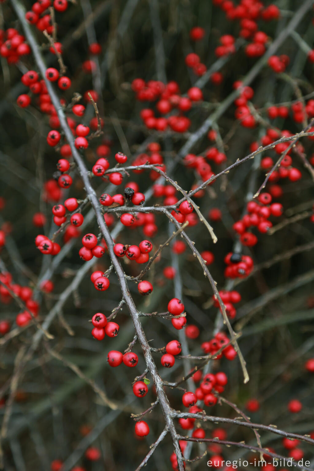 Detailansicht von Fächer-Felsenmispel, Cotoneaster horizontalis