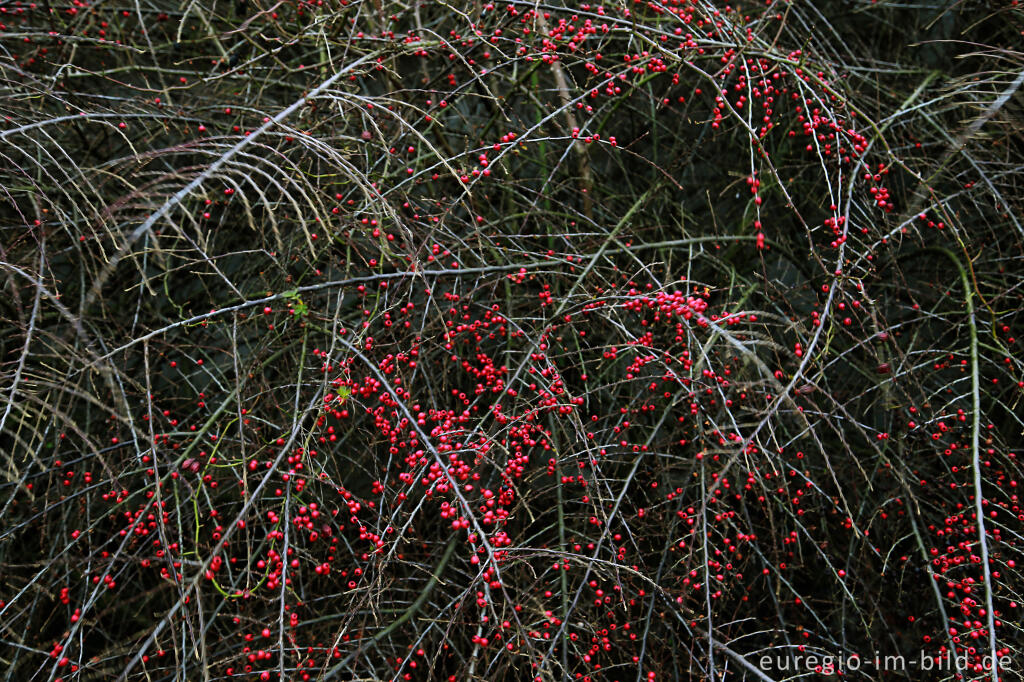 Detailansicht von Fächer-Felsenmispel, Cotoneaster horizontalis