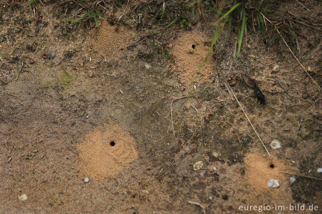 Fangtrichter von Ameisenlöwen in der Wahner Heide