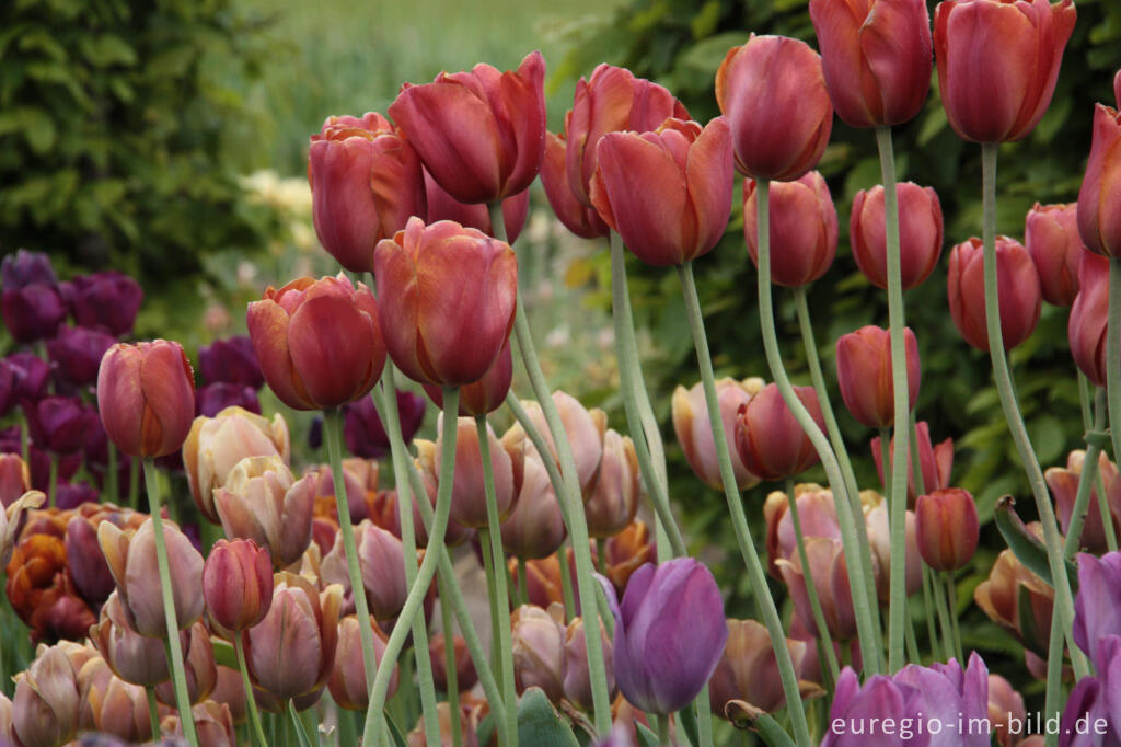 Detailansicht von Farben der Breeder Tulpen, "Hortus Bulborus",  Limmen, NL