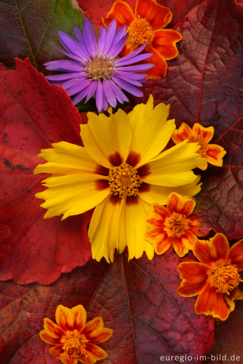 Detailansicht von Farben des Oktobers