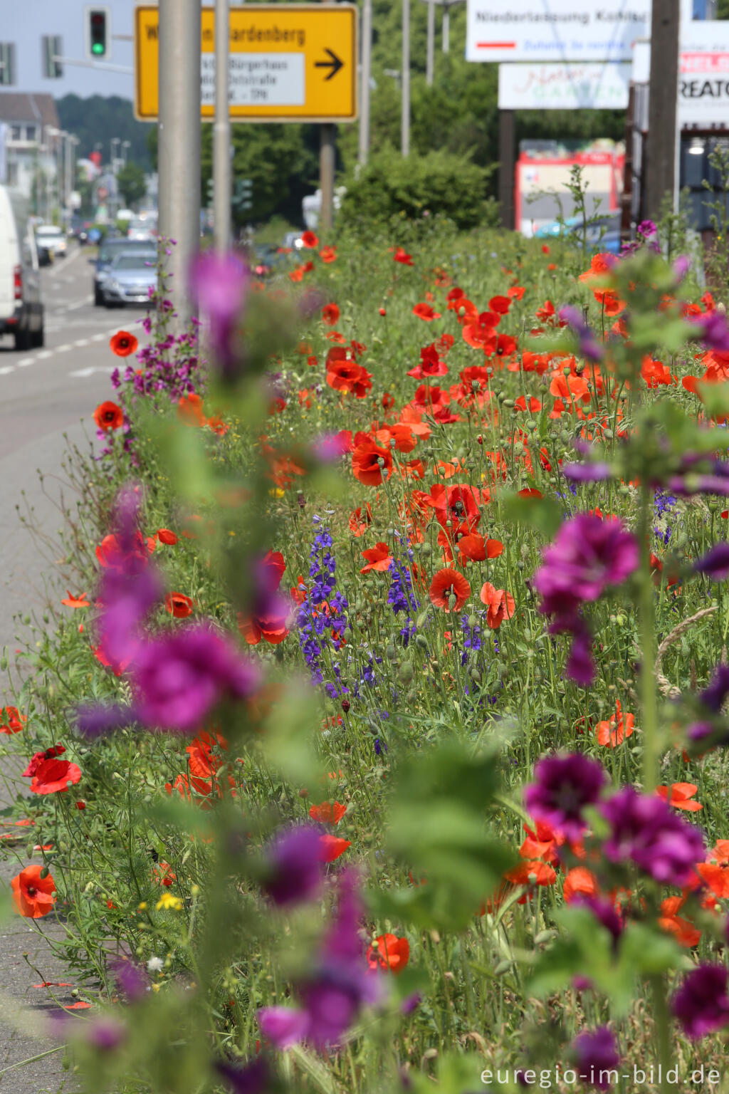 Detailansicht von Feldbumenmischung mit Mohn, Rittersporn, Kornblume und Malve