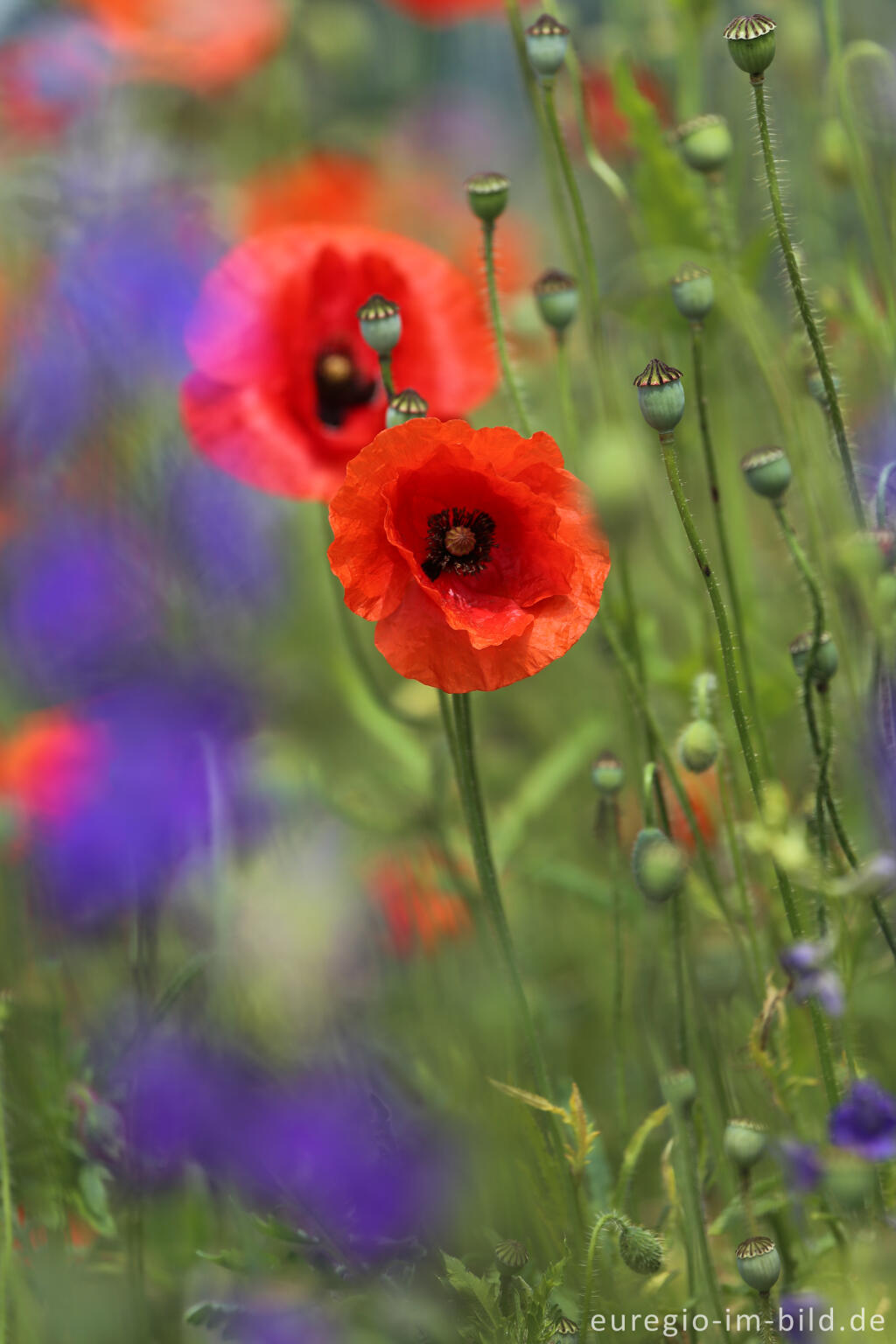 Detailansicht von Feldbumenmischung mit Mohn, Rittersporn, Kornblume und Malve