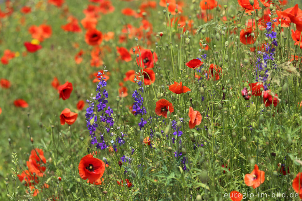 Detailansicht von Feldbumenmischung mit Mohn, Rittersporn, Kornblume und Malve