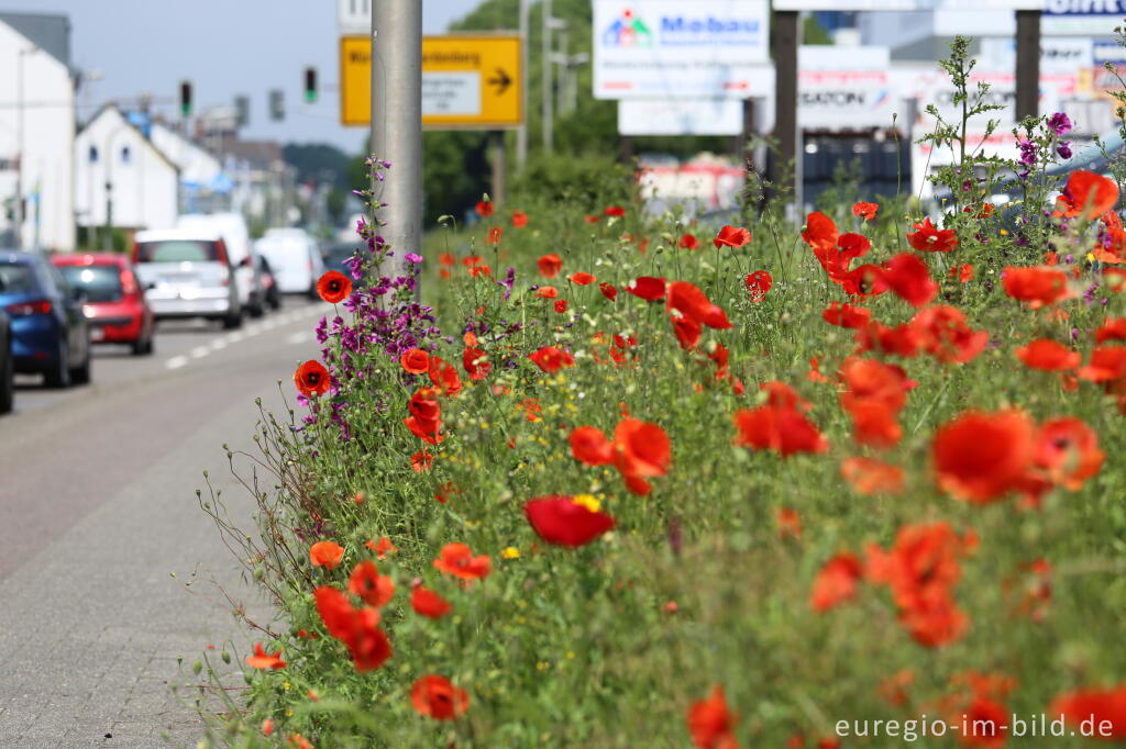 Detailansicht von Feldbumenmischung mit Mohn, Rittersporn, Kornblume und Malve