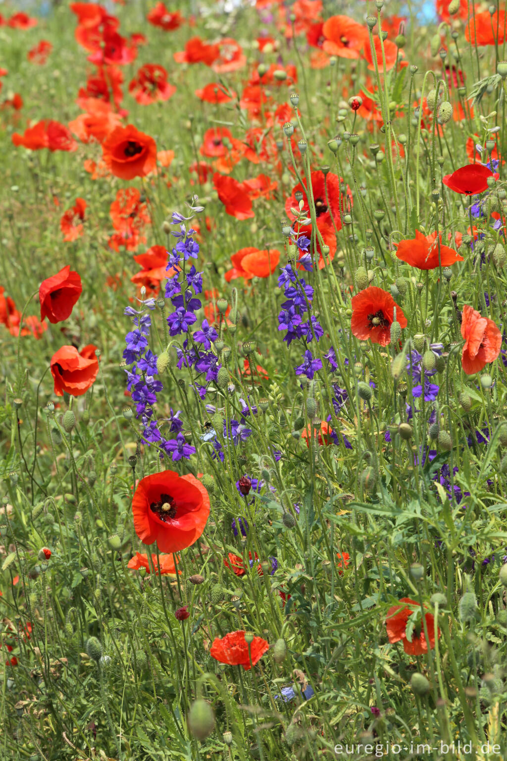 Detailansicht von Feldbumenmischung mit Mohn, Rittersporn, Kornblume und Malve