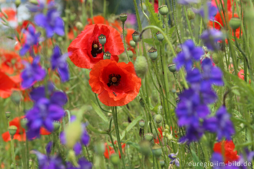 Detailansicht von Feldbumenmischung mit Mohn, Rittersporn, Kornblume und Malve