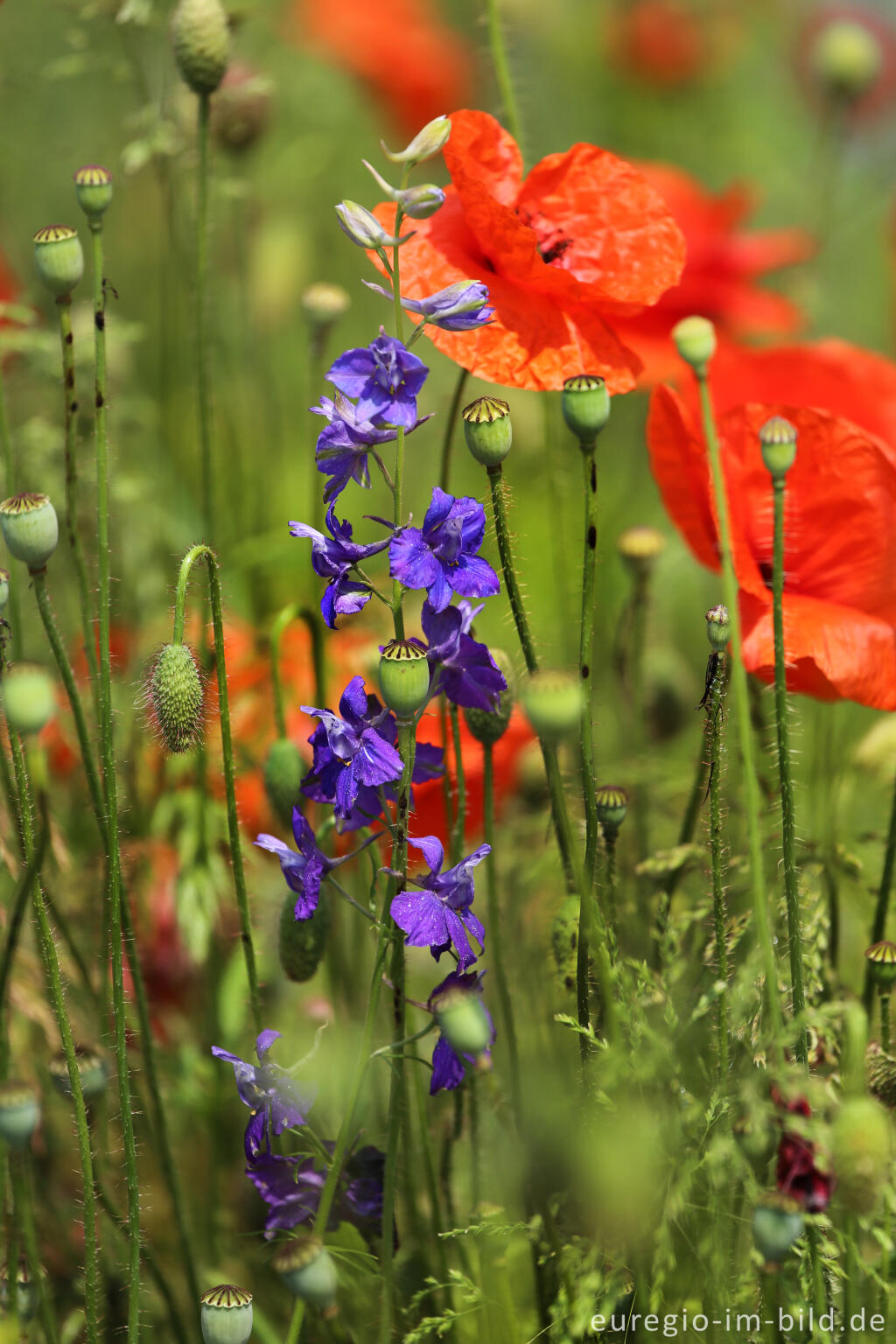 Detailansicht von Feldbumenmischung mit Mohn und Rittersporn