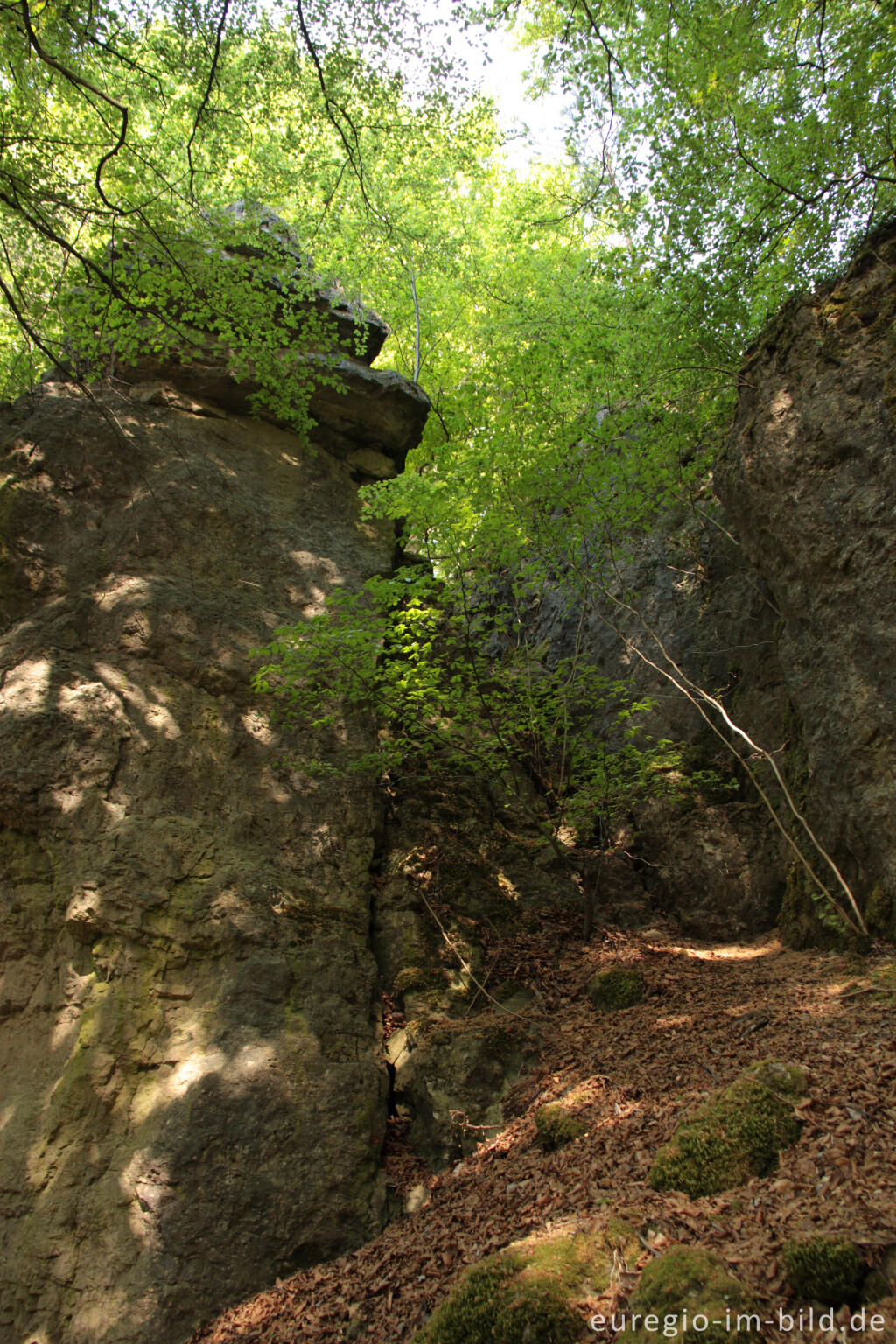 Detailansicht von Felsen in der Nähe der Buchenloch-Höhle im Naturschutzgebiet Gerolsteiner Dolomiten