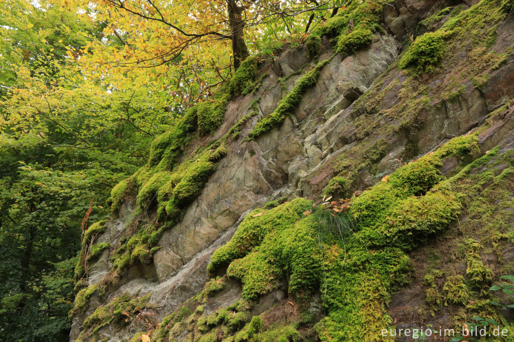 Detailansicht von Felsen und Moos, Kermeter beim Staubecken Heimbach