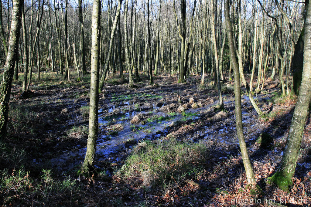 Detailansicht von Feuchtgebiet im Münsterwald, Nordeifel