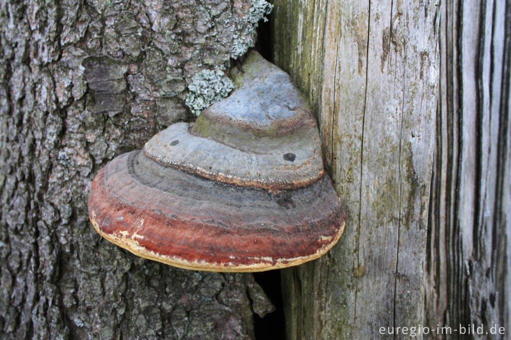 Detailansicht von Fichtenporling, Fomitopsis pinicola 