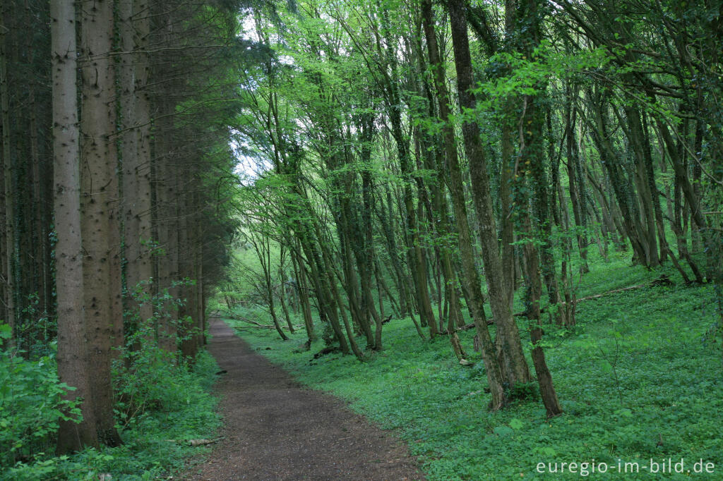 Detailansicht von Fichtenwäld und Naturwald, Steinbruch bei Walheim