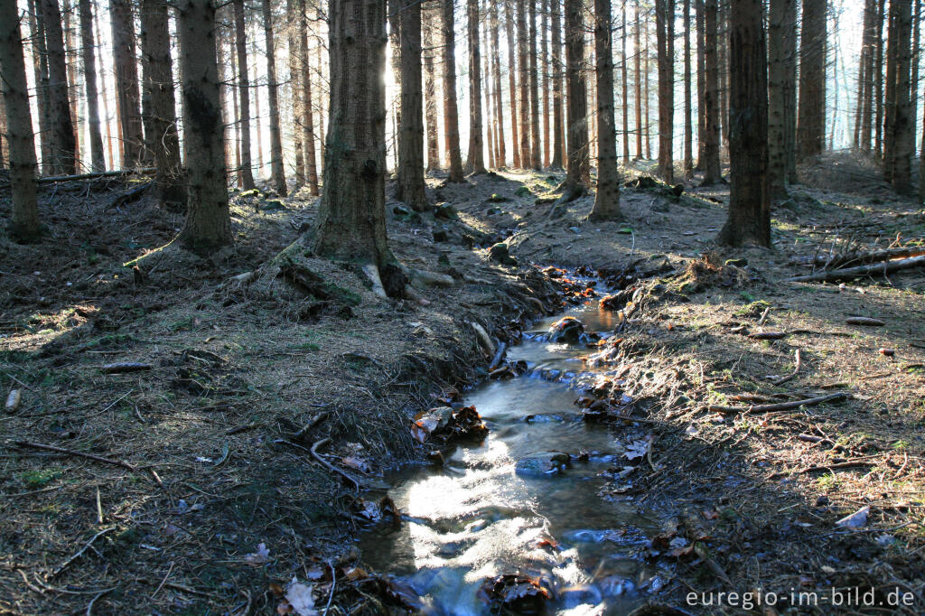 Detailansicht von Fichtenwald im Münsterwald, Nordeifel