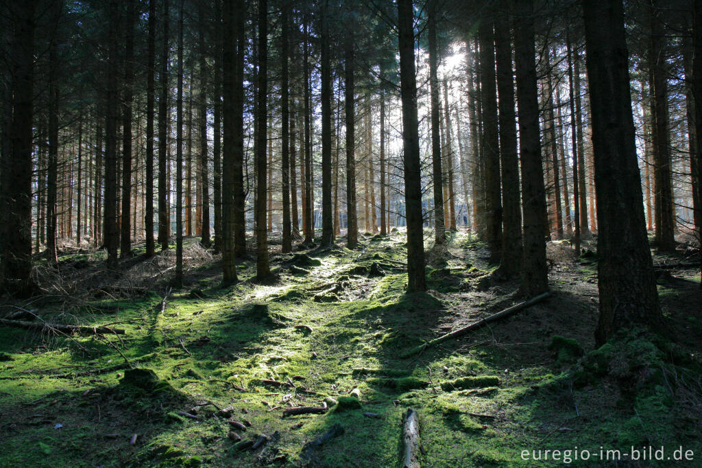 Detailansicht von Fichtenwald im Münsterwald, Nordeifel