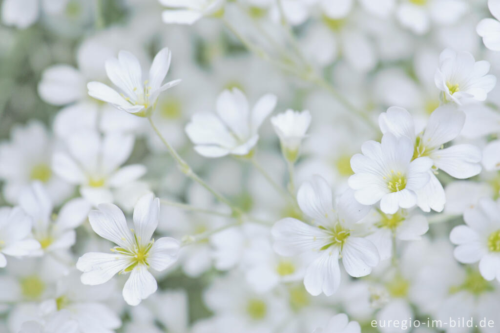 Detailansicht von Filziges Hornkraut, Cerastium tomentosum