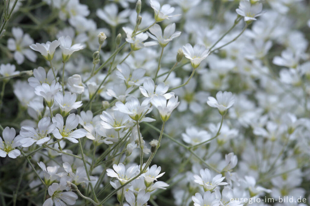 Detailansicht von Filziges Hornkraut, Cerastium tomentosum