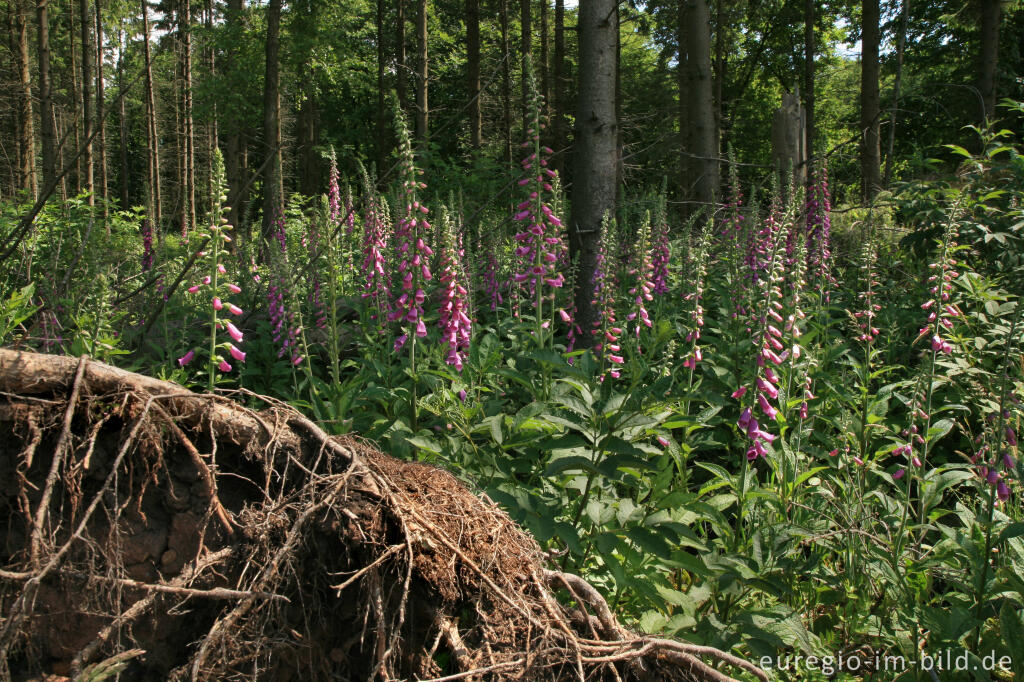 Detailansicht von Fingerhut auf einer Waldlichtung