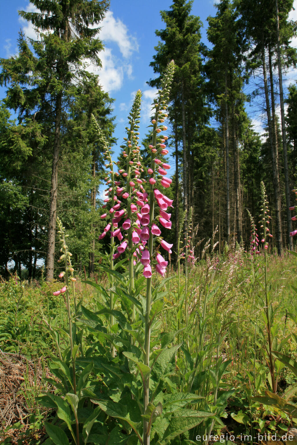 Detailansicht von Fingerhut auf einer Waldlichtung