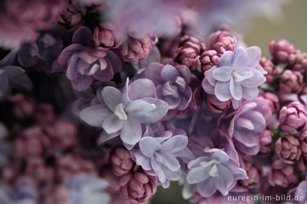 Detailansicht von Flieder, Syringa-Hybride, mit gefüllten Blüten