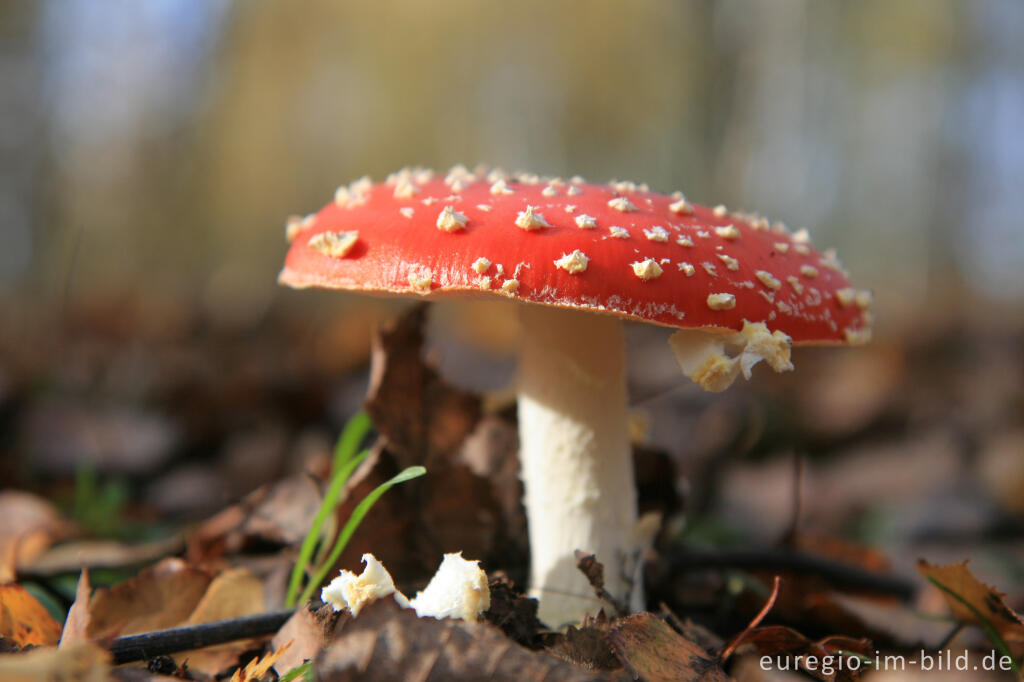 Detailansicht von Fliegenpilz, Grube-Adolf-Park