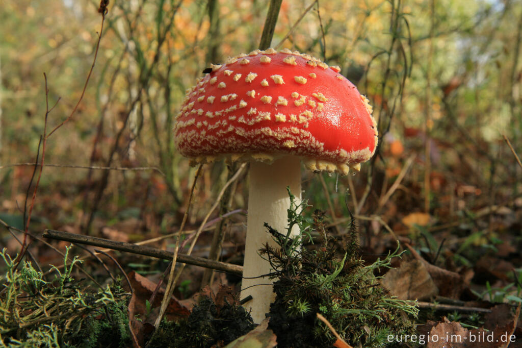 Detailansicht von Fliegenpilz, Grube-Adolf-Park