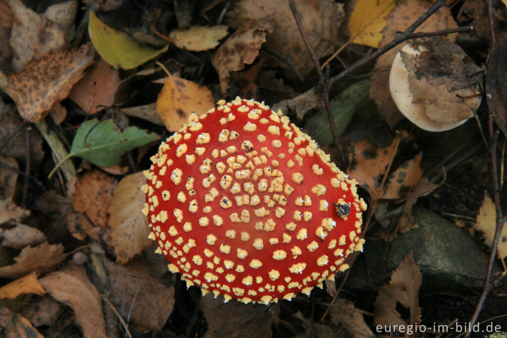 Detailansicht von Fliegenpilz, Grube-Adolf-Park