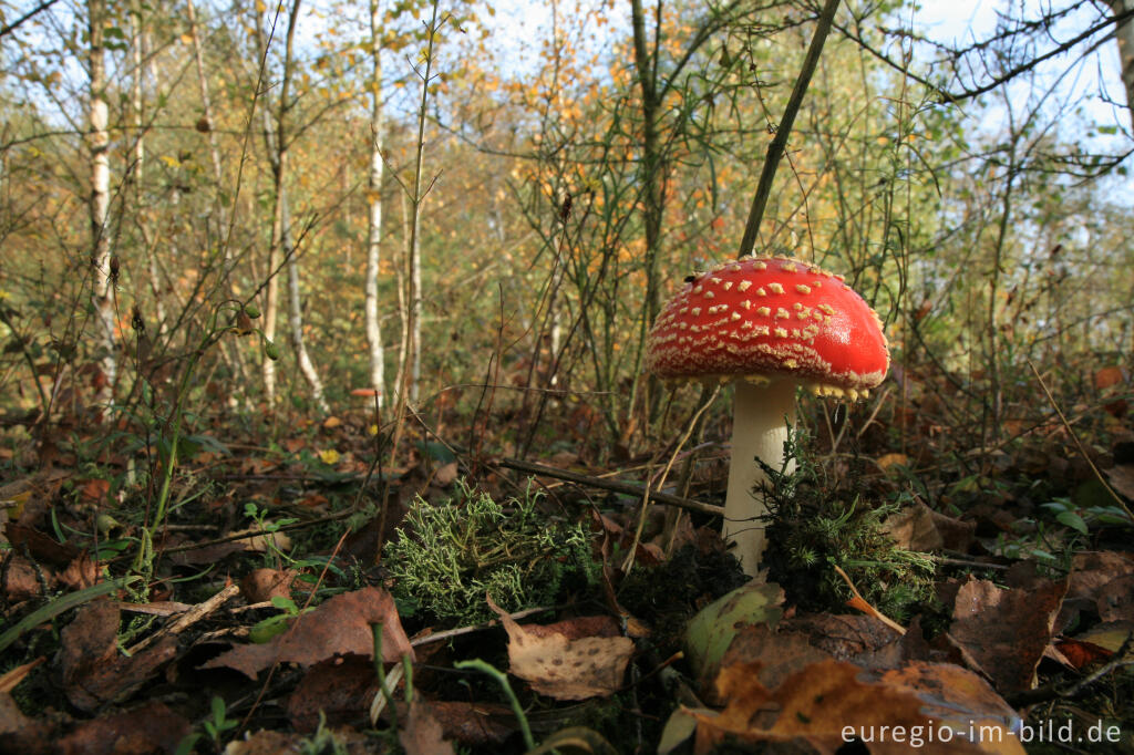 Detailansicht von Fliegenpilz, Grube-Adolf-Park