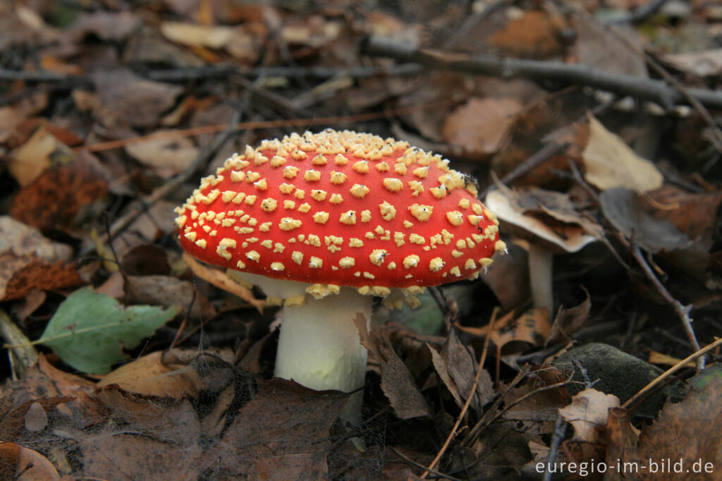 Detailansicht von Fliegenpilz, Grube-Adolf-Park