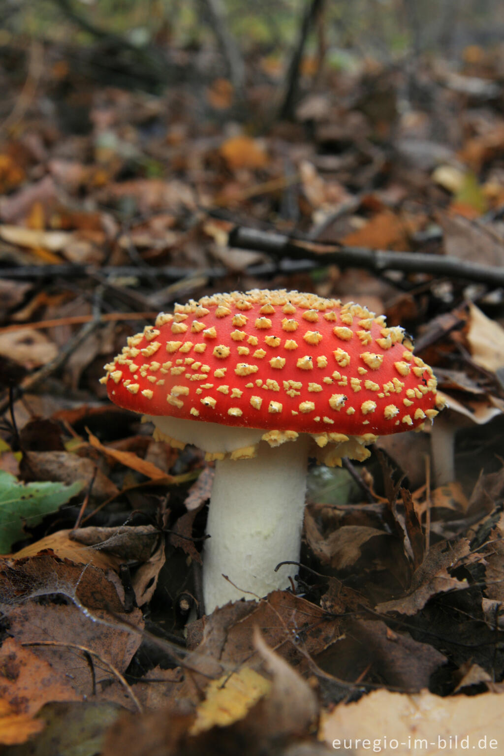 Detailansicht von Fliegenpilz, Grube-Adolf-Park