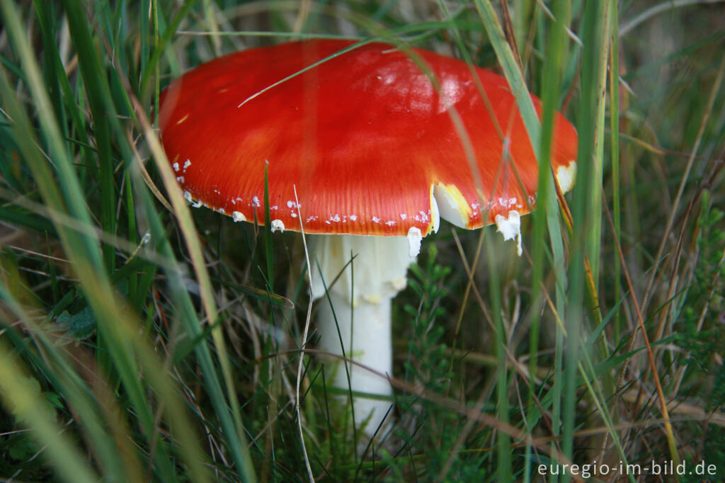 Detailansicht von Fliegenpilz