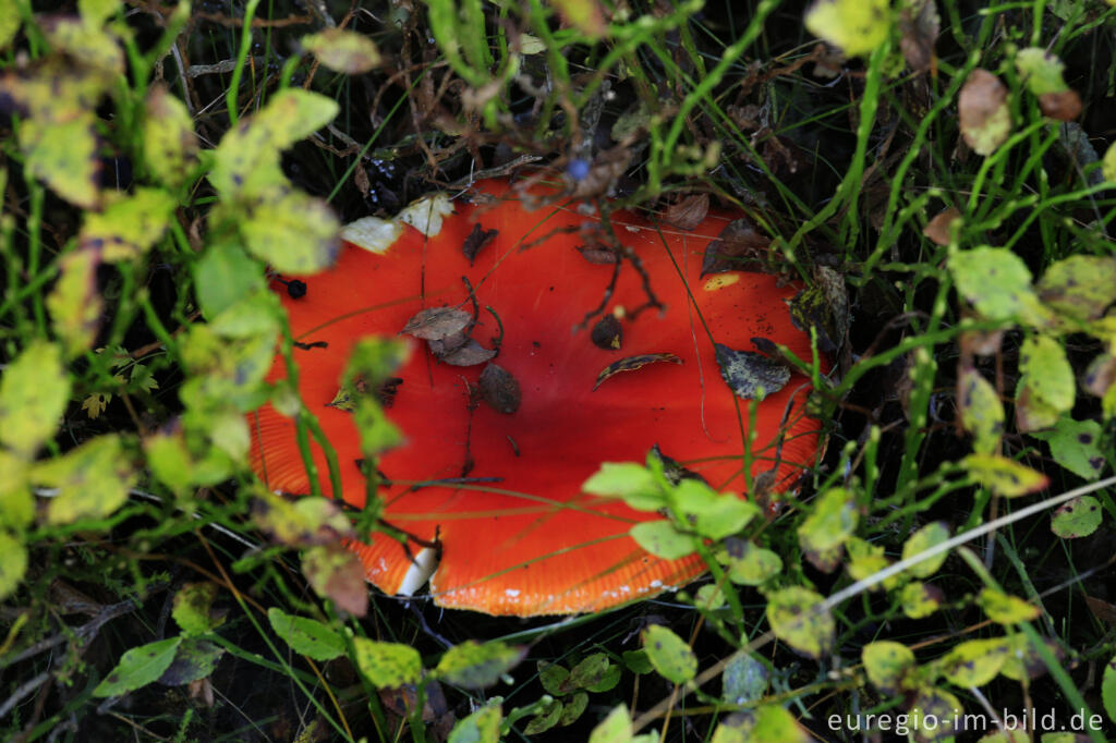 Detailansicht von Fliegenpilze im Hohen Venn