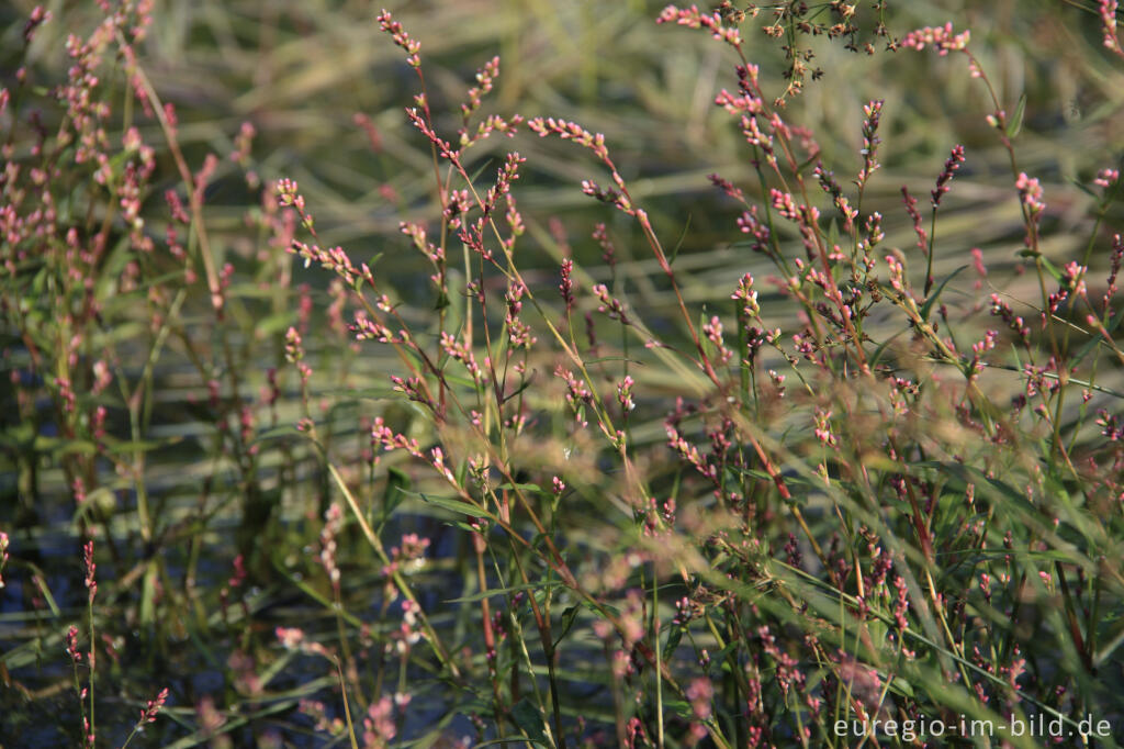 Detailansicht von Floh-Knöterich, Persicaria maculosa (Fundort: Sophienhöhe)