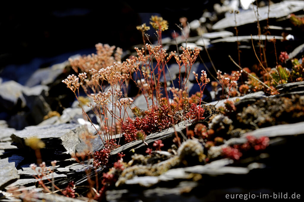 Detailansicht von Flora in der Schiefergrube im Kaulenbachtal