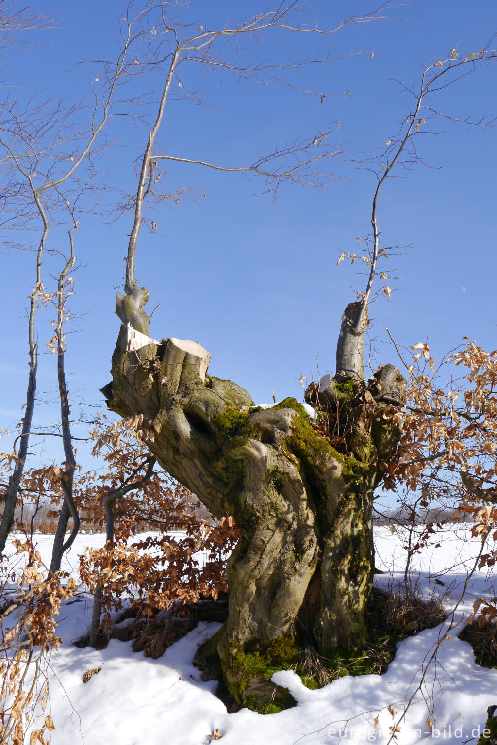 Detailansicht von Flurhecke (Buchenhecke) nordwestlich von Eicherscheid