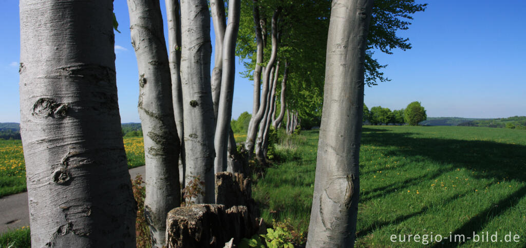 Detailansicht von Flurhecke im Monschauer Heckenland bei Höfen