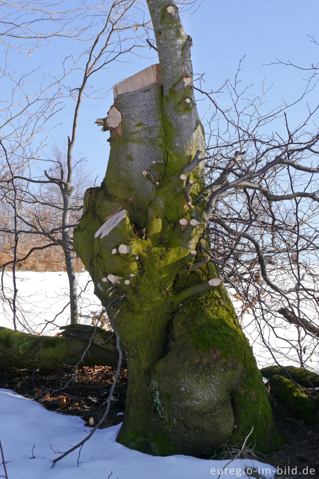 Detailansicht von Flurhecken (Buchenhecken) nordwestlich von Eicherscheid