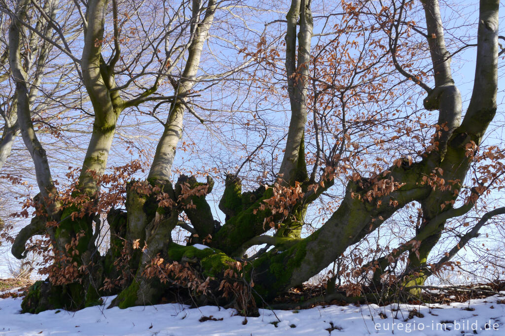 Flurhecken (Buchenhecken) nordwestlich von Eicherscheid